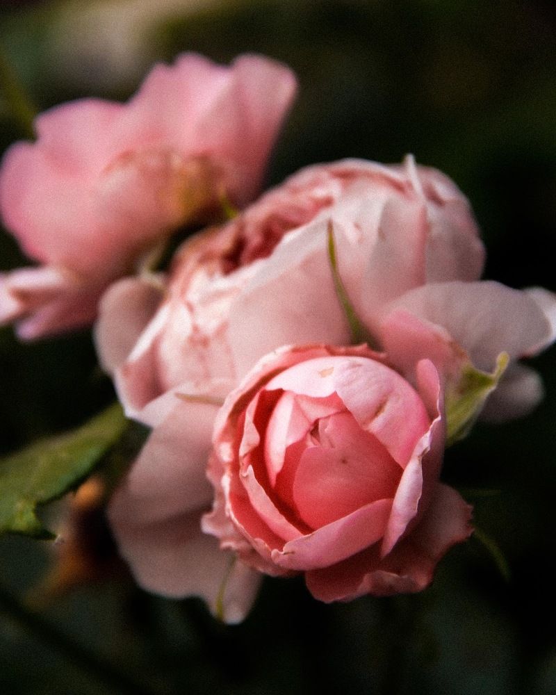 Photograph by Мария Матвеенко