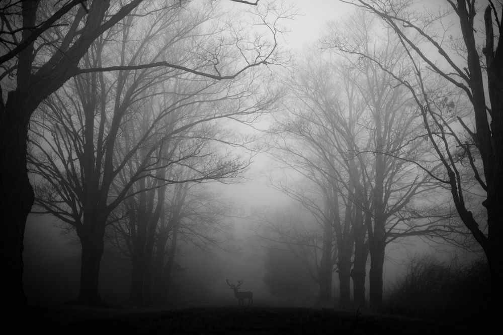 An Encounter with the Wild on a Foggy Day