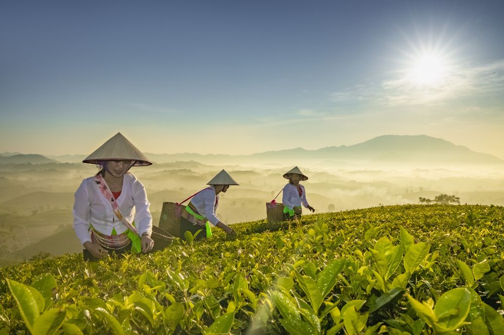 Photograph by Vũ Thanh Thủy