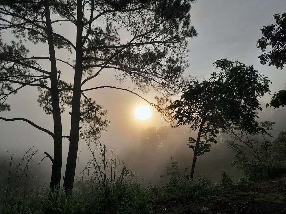 Cahaya di taman subuh