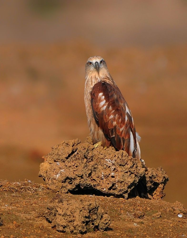 Photograph by George S George