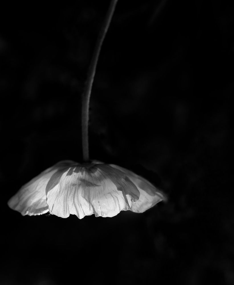 Photograph by Ольга Саенко