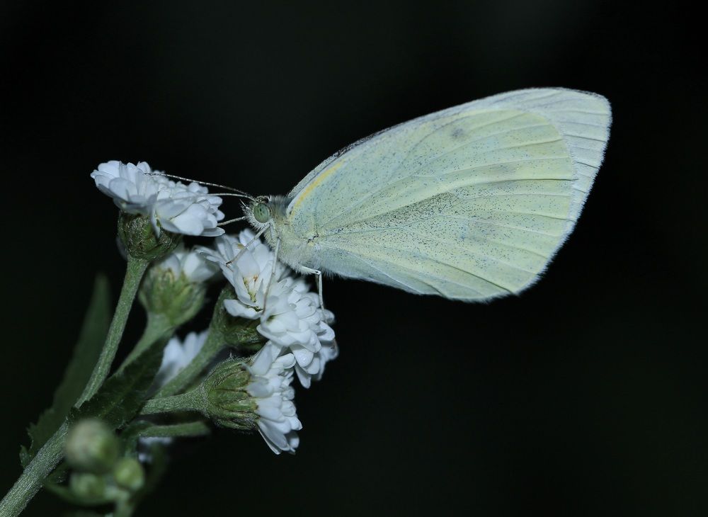 Photograph by Леунина Людмила