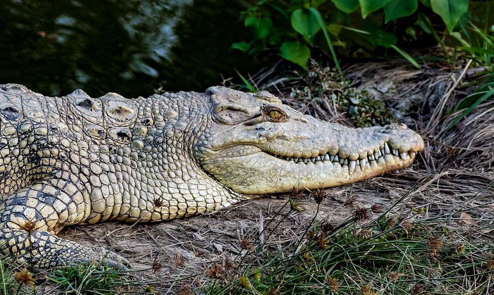 Photograph by Sourav Ganguli