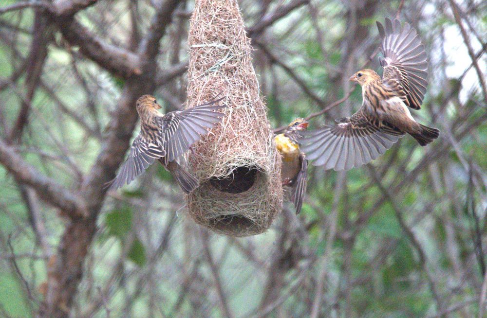 Photograph by Satish Nerlekar