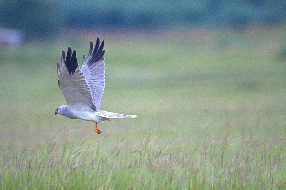 Photograph by Satish Nerlekar