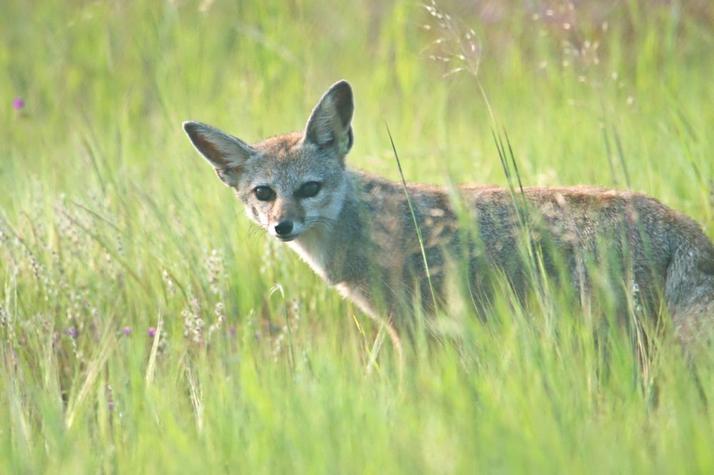 Photograph by Satish Nerlekar