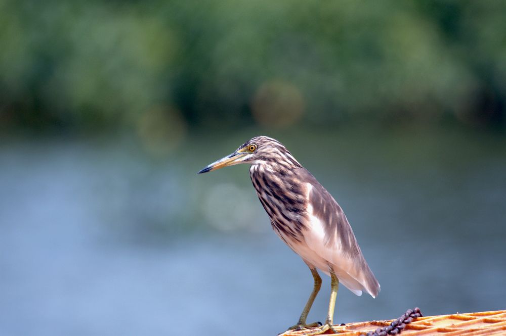 Photograph by Satish Nerlekar