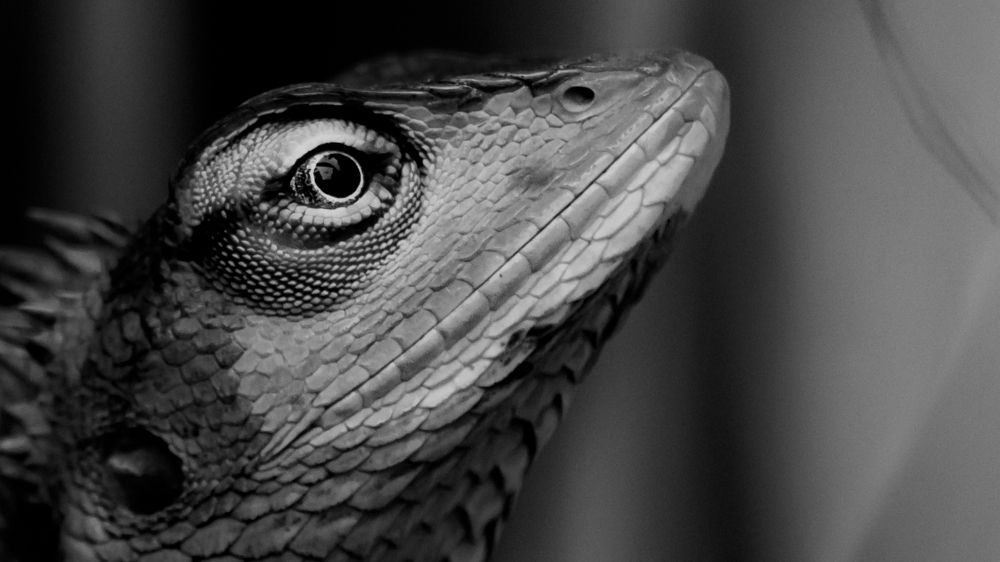 Photograph by Hashin Maharambage