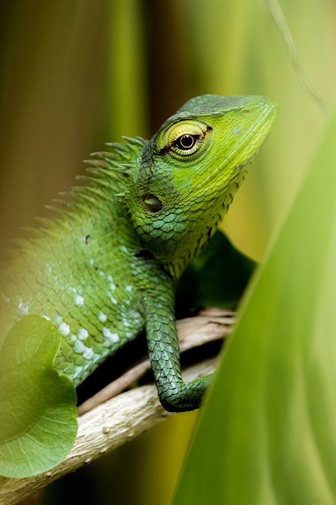 Photograph by Hashin Maharambage