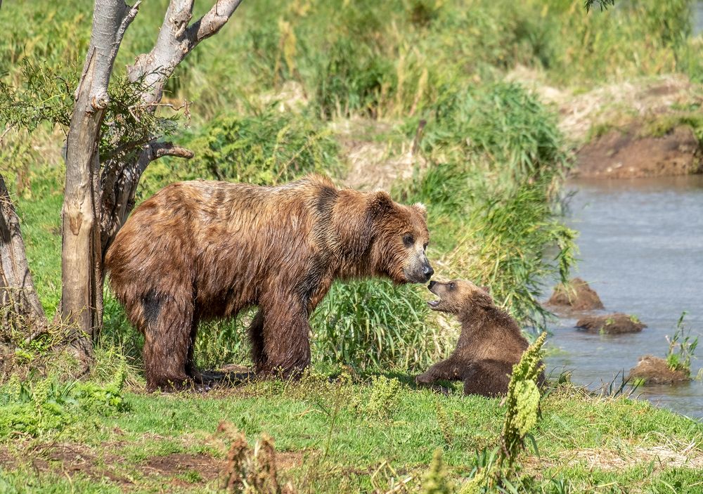 Photograph by Михаил Коханчиков