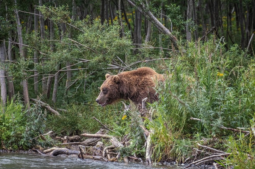 Photograph by Михаил Коханчиков