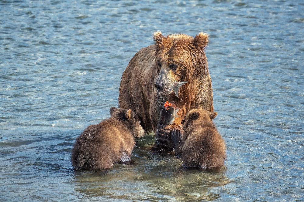 Photograph by Михаил Коханчиков