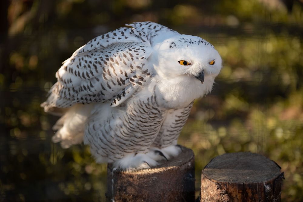 Photograph by Дарья Лисицына