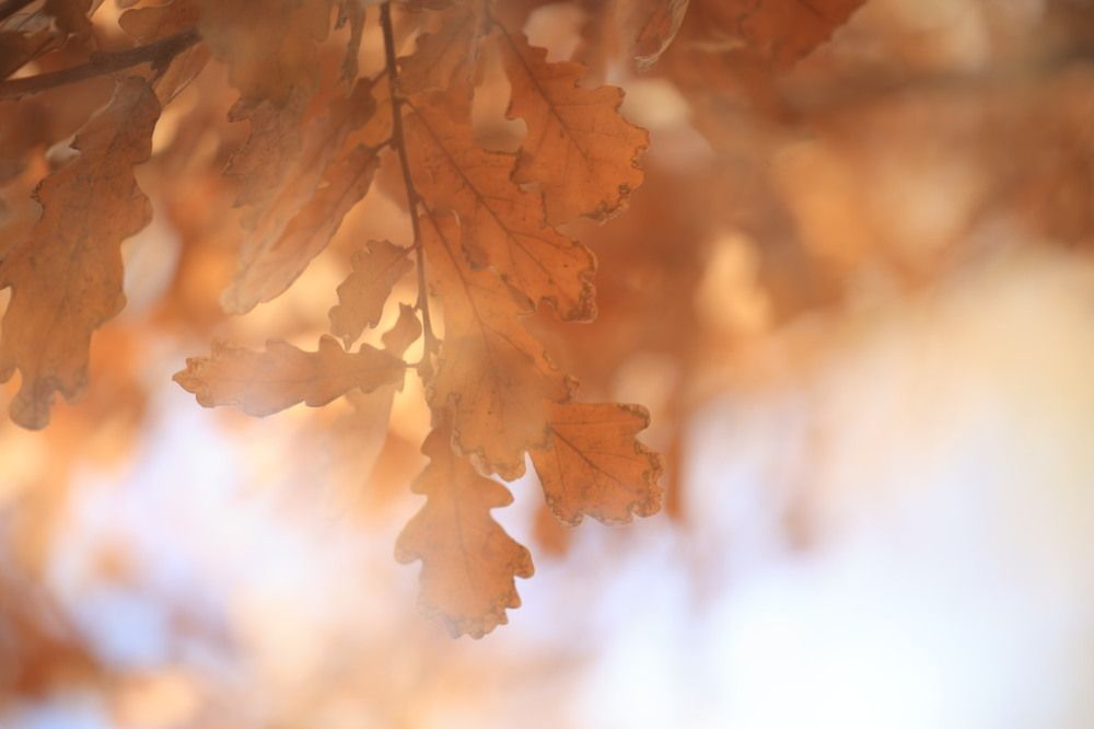 Photograph by Ольга Одаренко