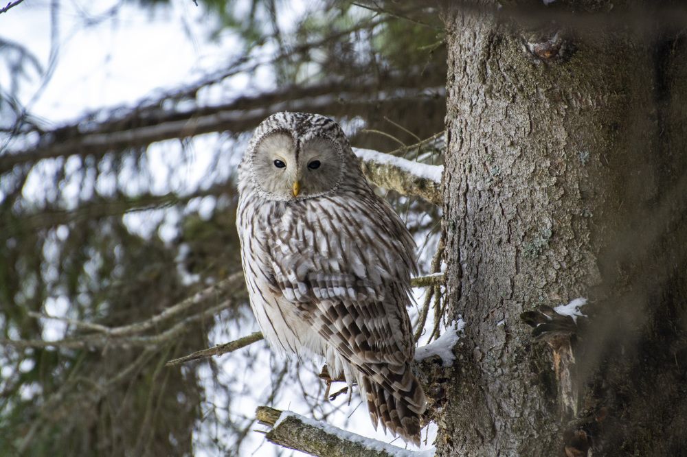 Длиннохвостая неясыть в костромских лесах