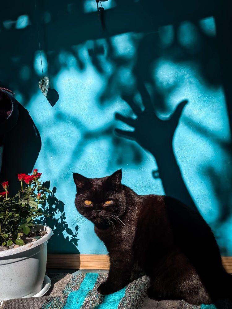 Фотография автора Ксения Шляйхер