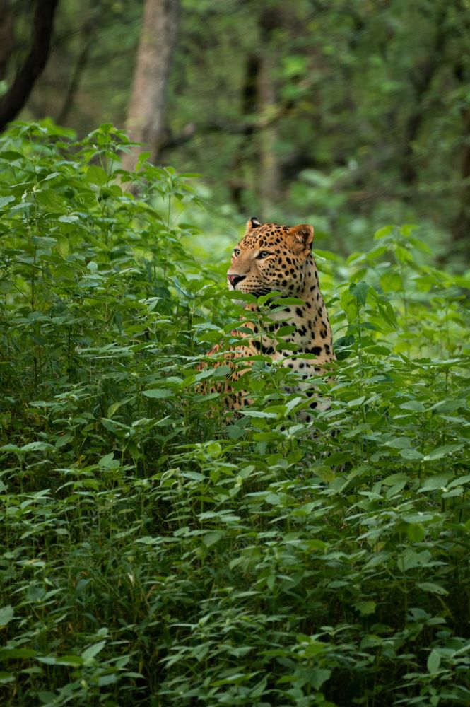 Why Wild Because they Looks Wild and Bold