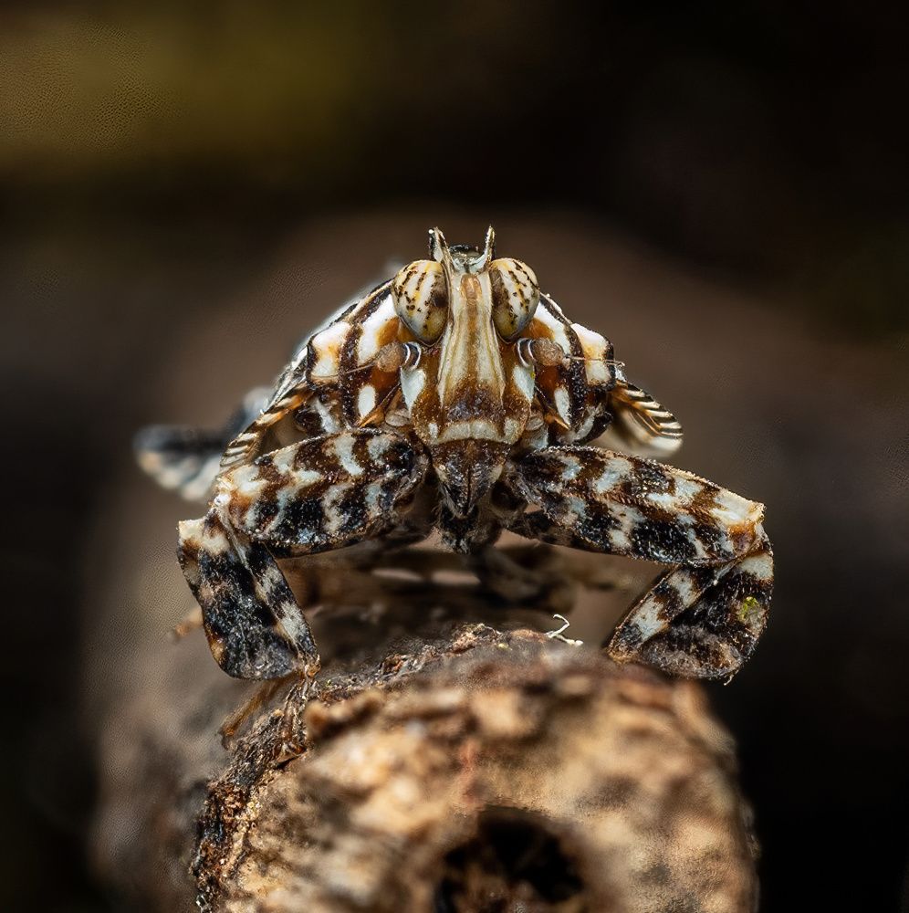 Balck n White Plant Hopper