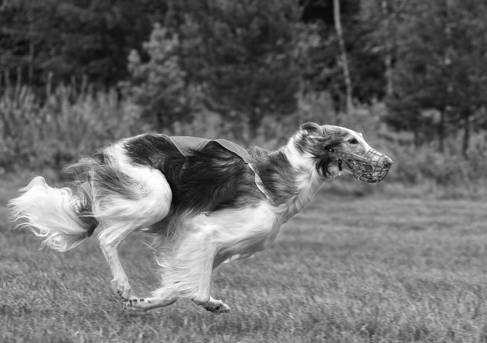 Photograph by Сергей Шварцман