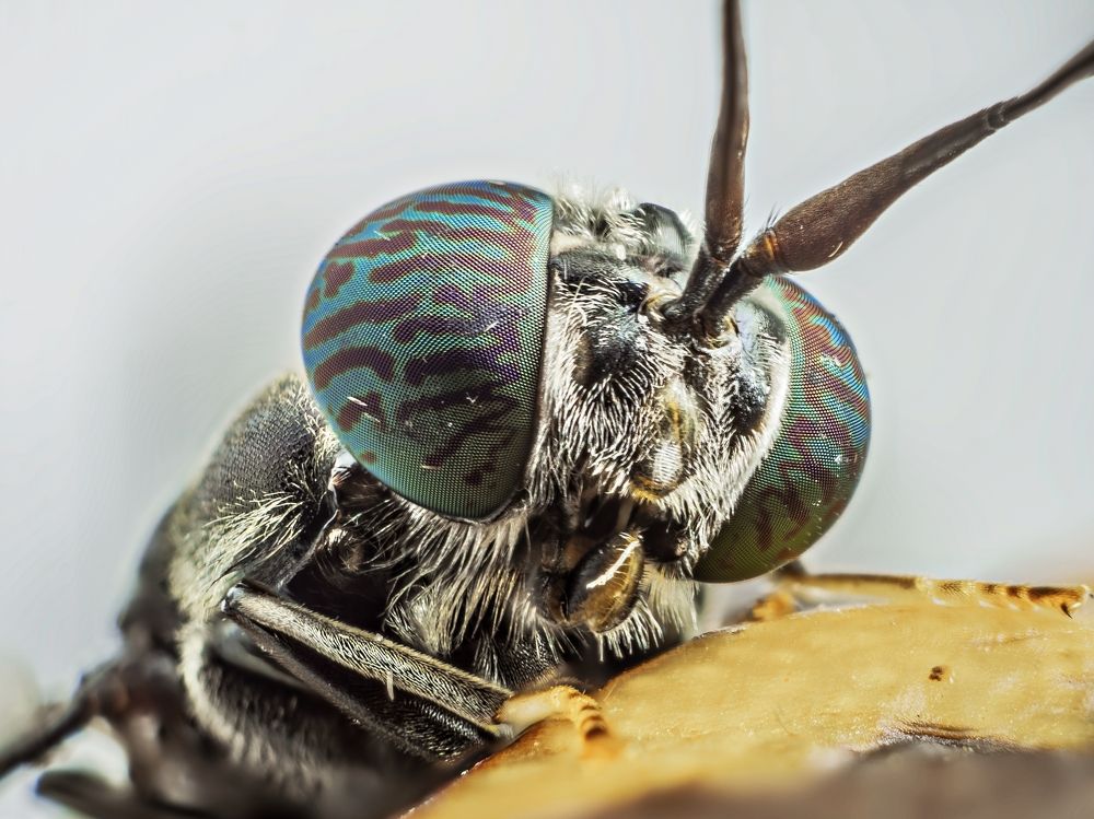 Photograph by Renato Fernandes Bandeira