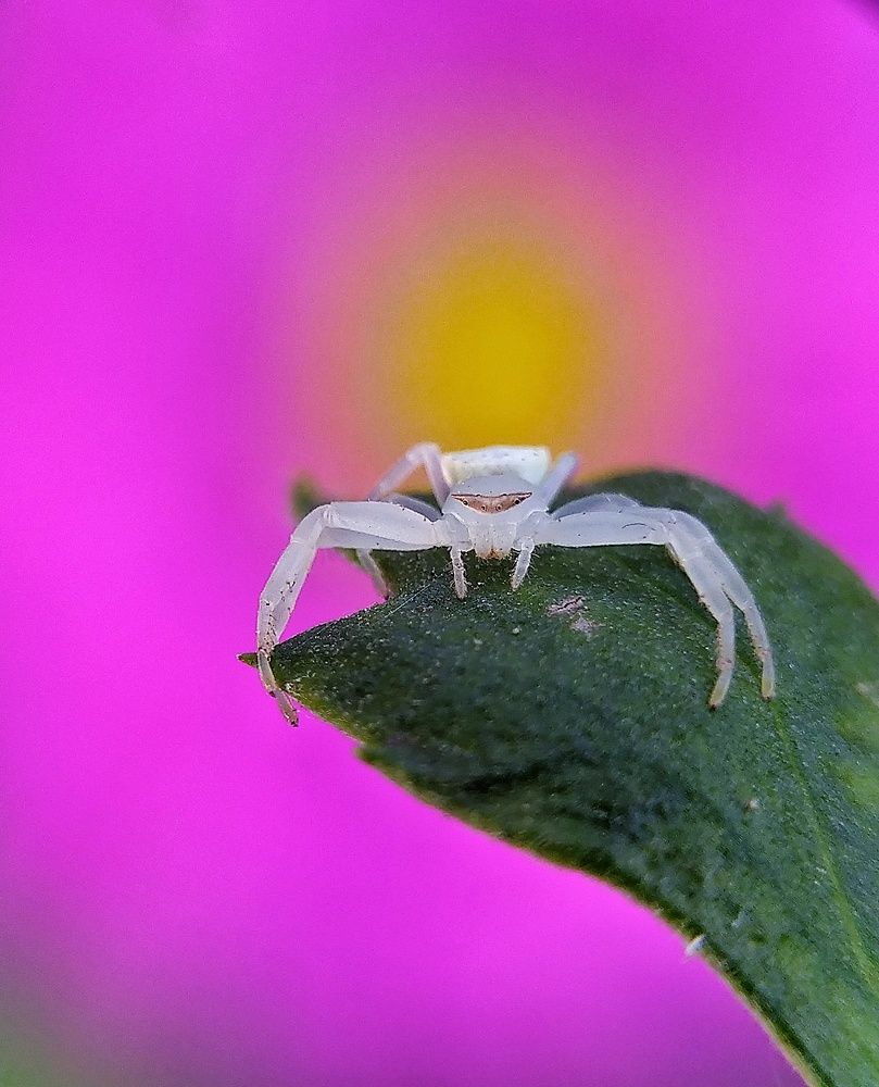 Photograph by Bappa