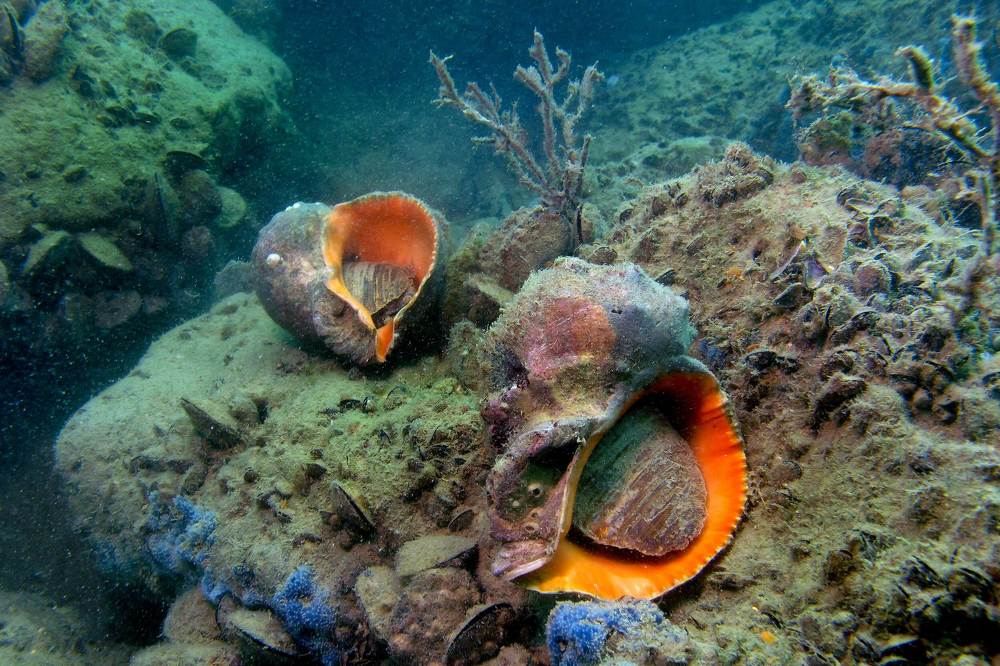 Фотография автора Эрнст Антонов