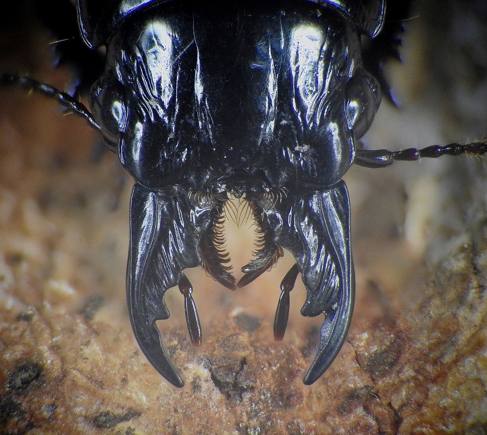 Photograph by Adeilson Melo