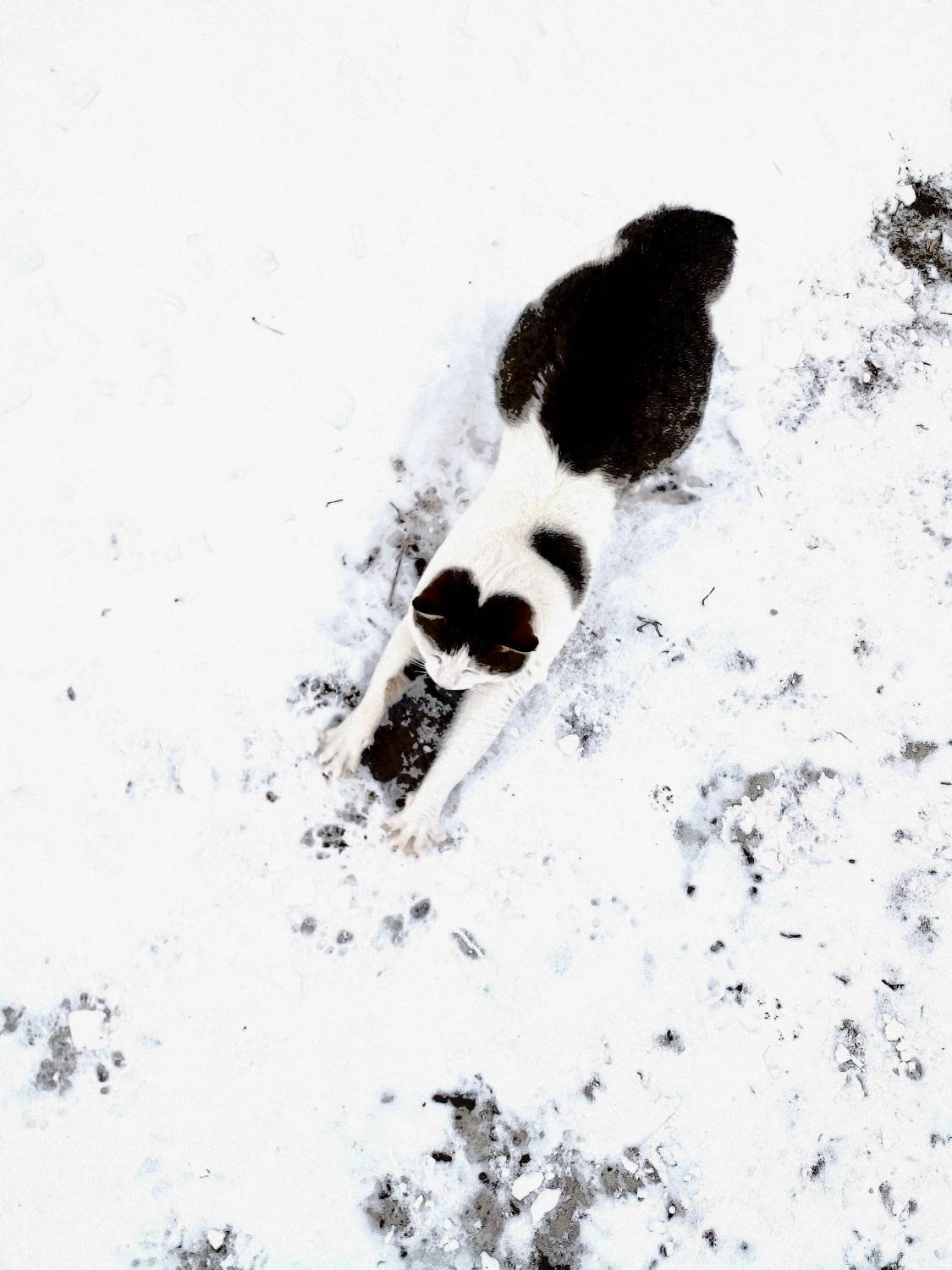 Photo #8406644