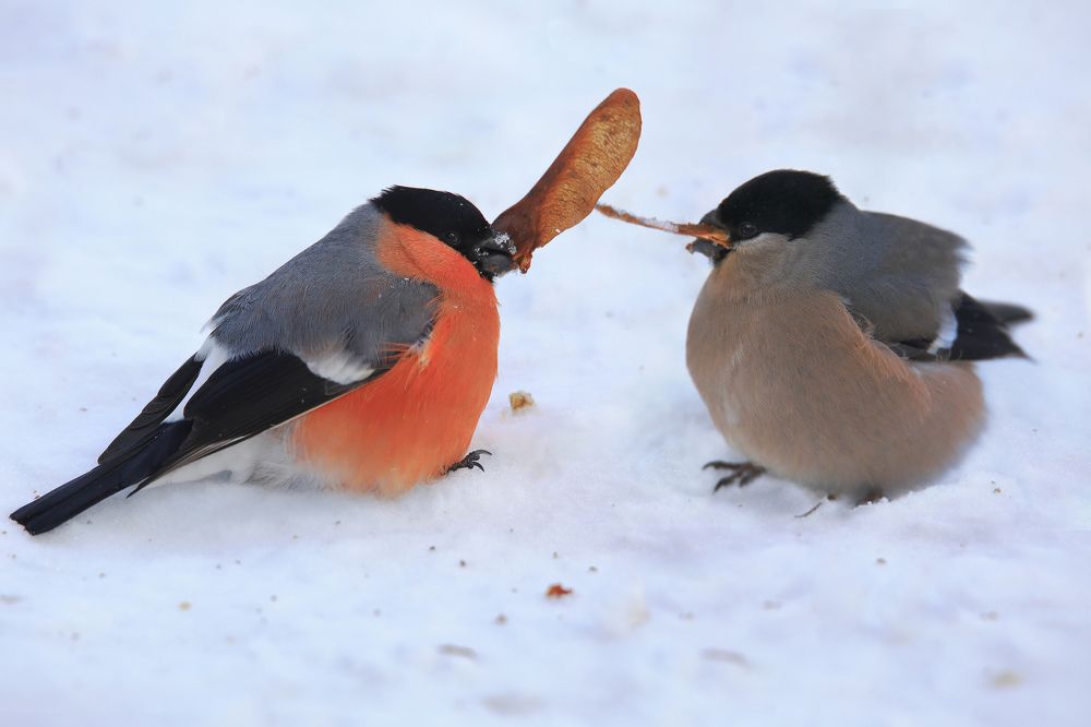 Снегири обмениваются