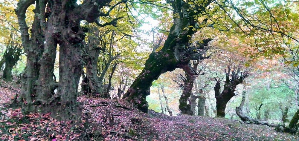 Photograph by Hamid Fazeli