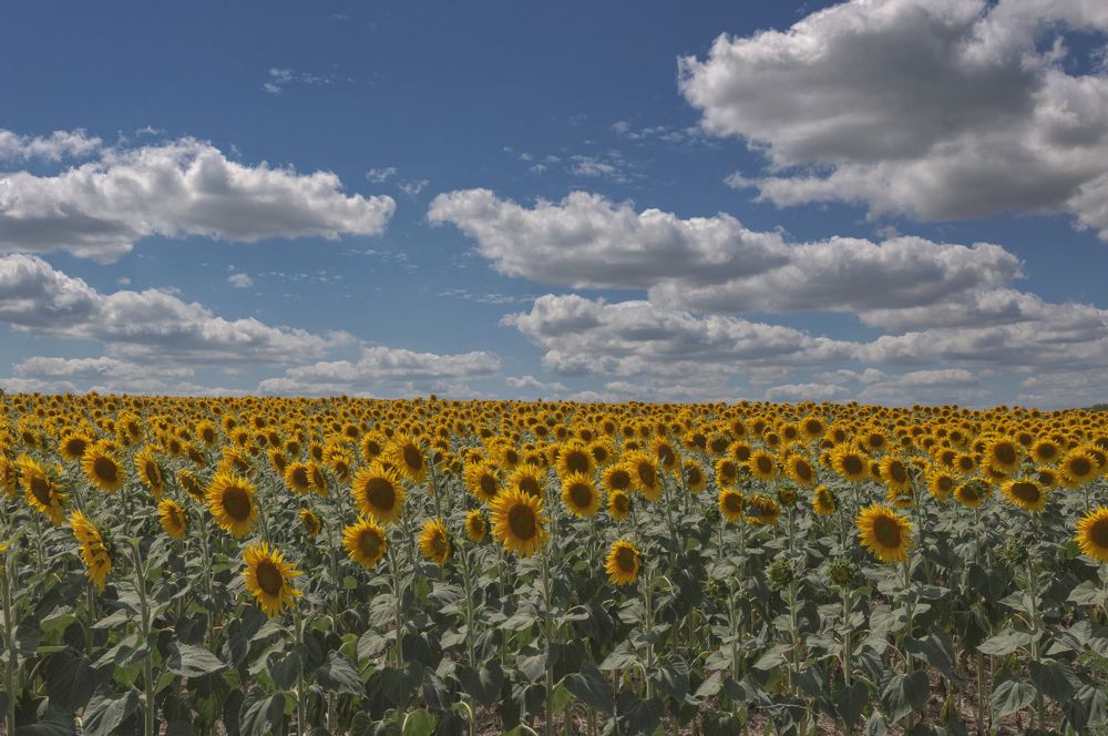 Photograph by Светлана Мельник