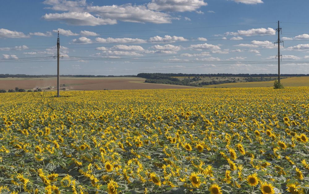 Photograph by Светлана Мельник
