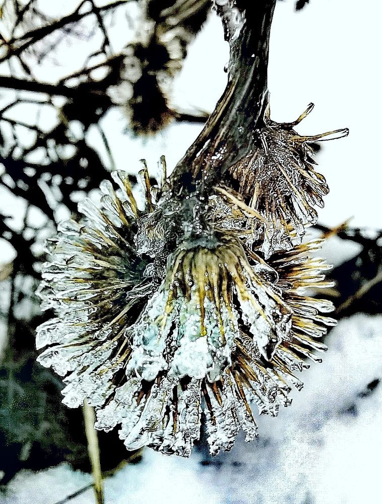 Зимний этюд