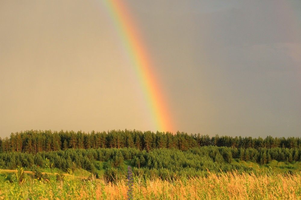 Семицвет