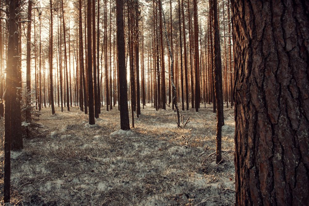 Photograph by Олег Малетин