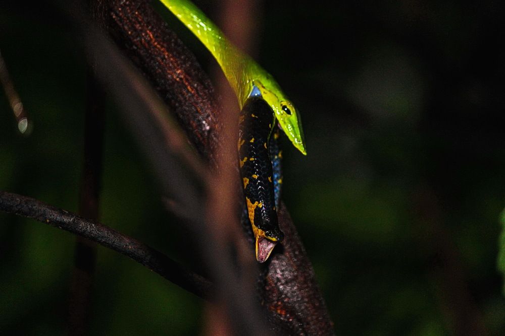 Photograph by Aniket Karane