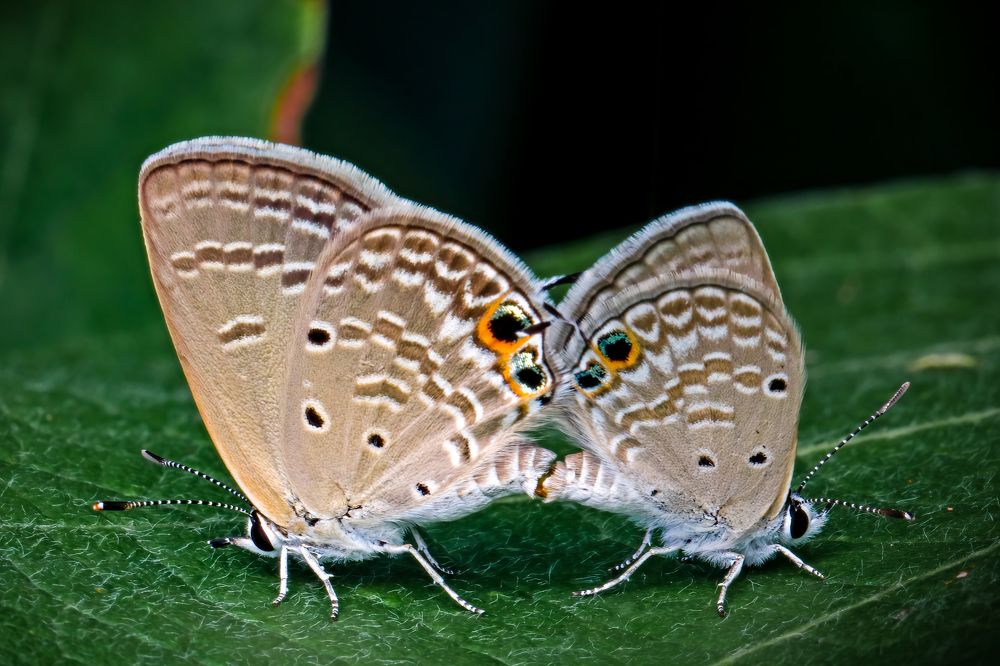 Photograph by Dhruv Shilpi