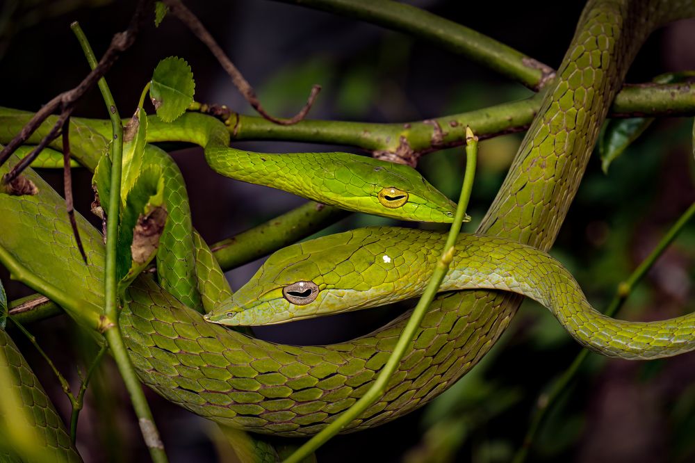 Photograph by Dhruv Shilpi