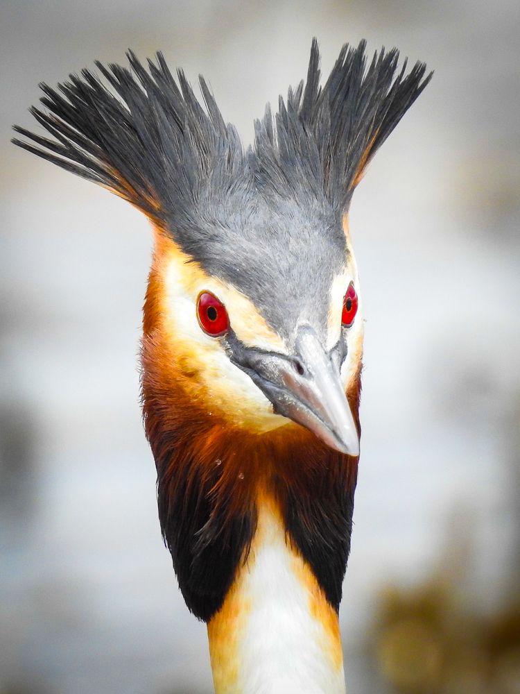 Портрет чомги