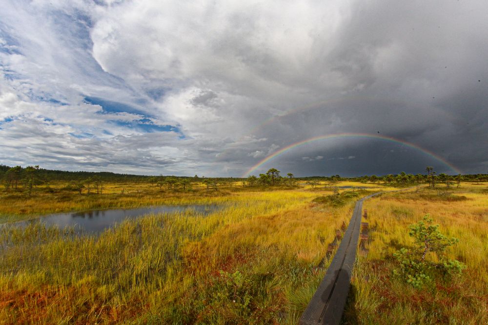 Фотография автора Елена Кошкина