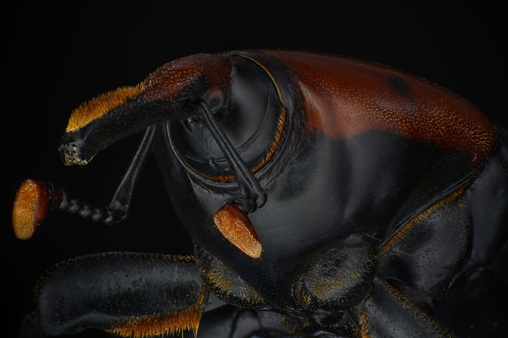 Photograph by Amgad ELSHAMY