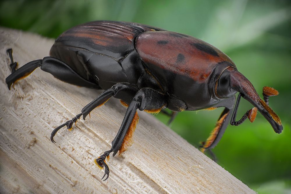 Photograph by Amgad ELSHAMY