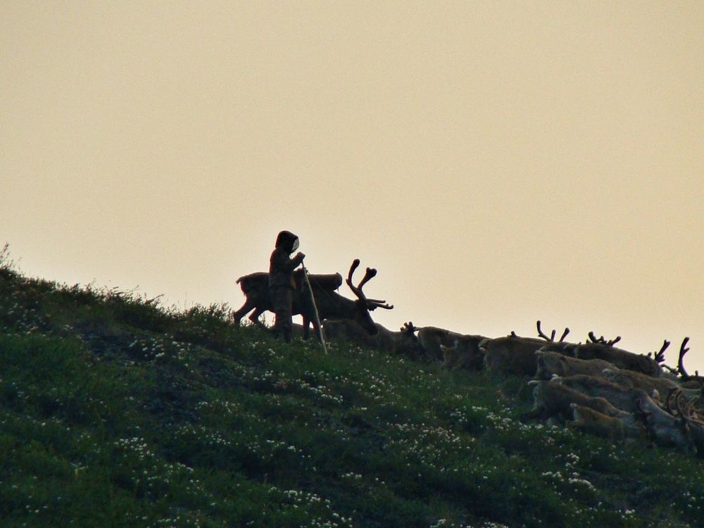 Жизнь оленевода