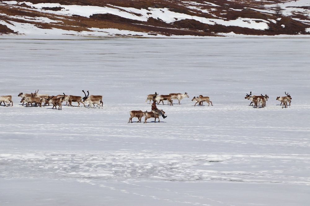 Оленевод на работе