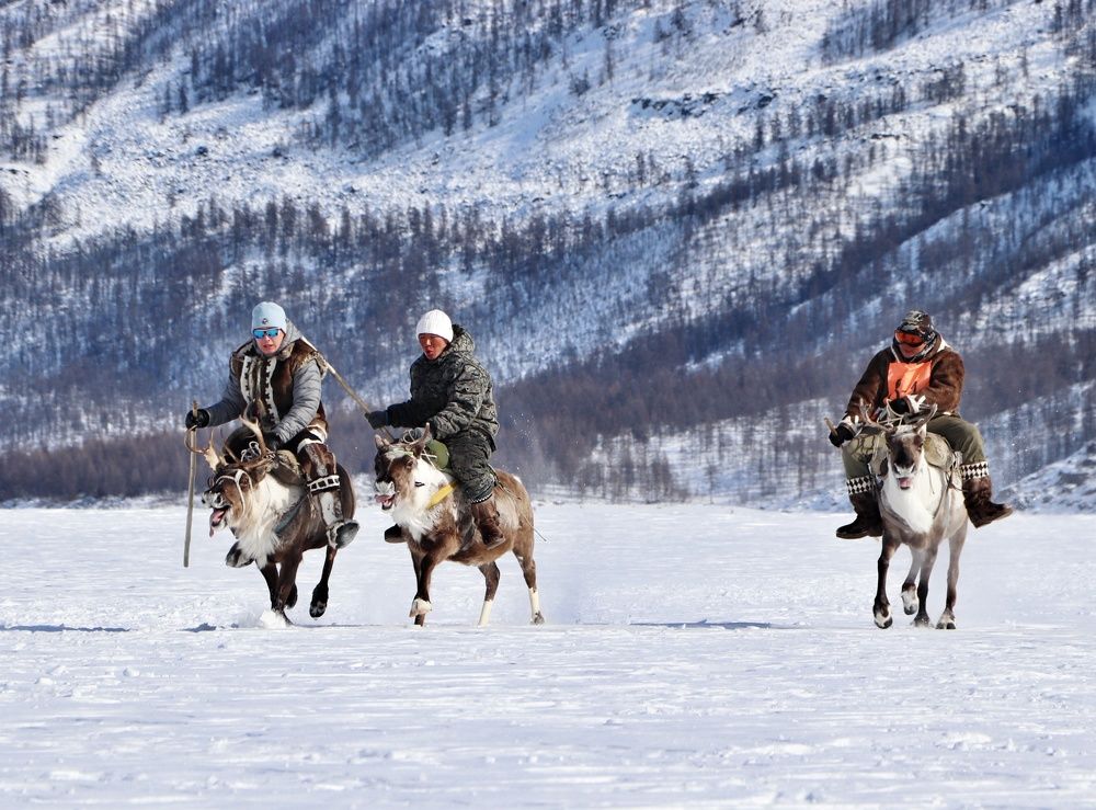 Жизнь оленевода