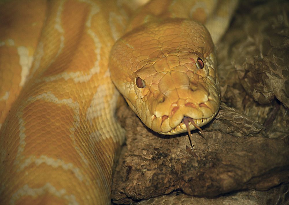 Albino Python