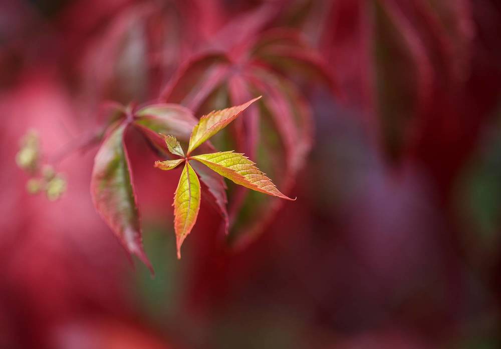 Осенний багрянец