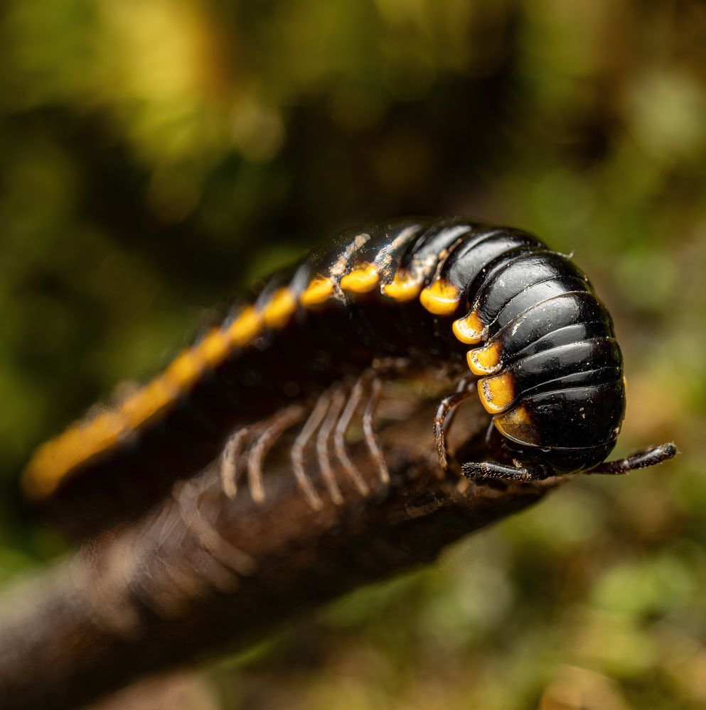 Yellow-spotted millipede