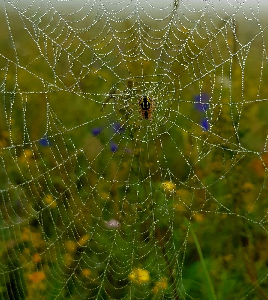 Photograph by Елена Мизина